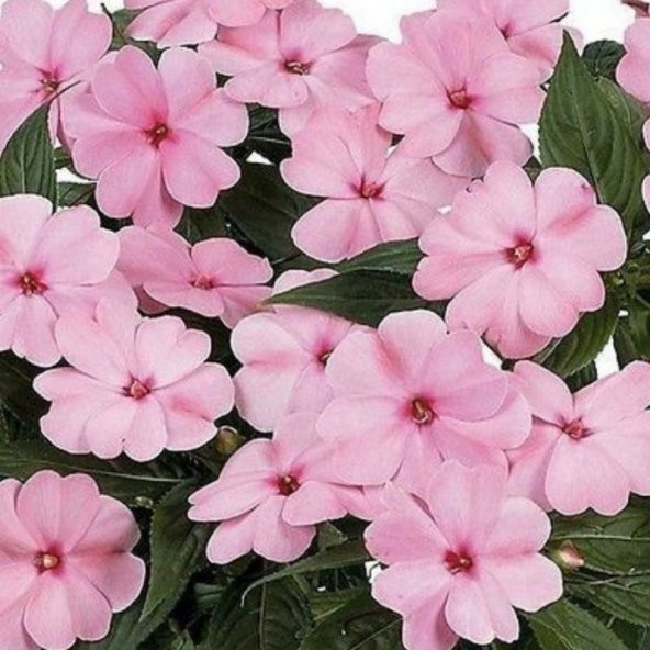 Saksılık Wallerine Baby Pink Bodur Cam Güzeli Çiçeği Tohumu(20 tohum) ürün görseli 1