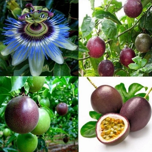 Passiflora Edulis Maruçya Tohumu (3 adet) ürün görseli 1