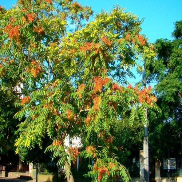 Soğuklara Dayanıklı Ailanthus Altissima Ağacı Tohumu (10 tohum) ürün görseli 1