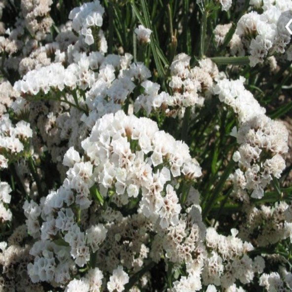 Limonium Sinuatum Pure White Deniz Lavantası Tohumu(30 tohum) ürün görseli 1