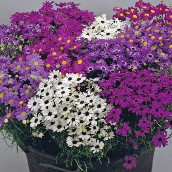 Karışık Renkli  Splendour Brachycome Çiçeği Tohumu (200 tohum) ürün görseli 1