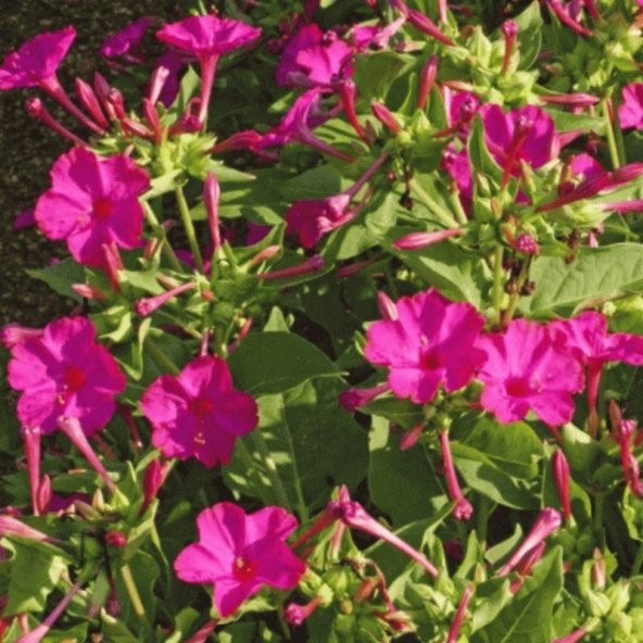 Rose Love Akşam Sefası Çiçeği Tohumu(20 tohum) ürün görseli 1