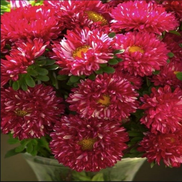 Pompon Fire Beacon Aster Çiçeği Tohumu(50 tohum) - Resim 5