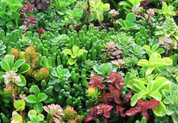 Garden Mix Karışık  Sukulent Tohumu (10 tohum) ürün görseli 1