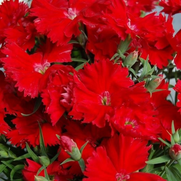 Dianthus Heddewigii Bravo Karanfil Çiçeği Tohumu (100 adet) ürün görseli 1