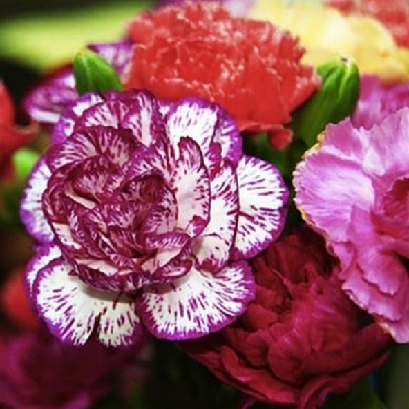 Dianthus Heddewigii Gaiety Katmerli İri Karanfil Çiçeği Tohumu(100 adet) ürün görseli 1