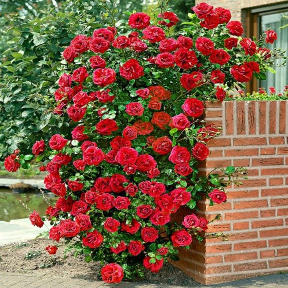 Kokulu Red Beauty Kırmızı Yediveren Sarmaşık Gül Tohumu (5 tohum) ürün görseli 1
