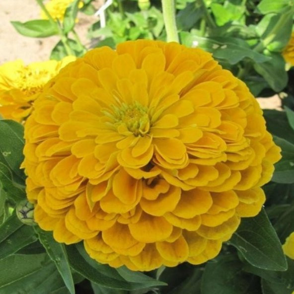 Super Yoga Elegans Golden Yellow Zinya Çiçeği Tohumu(40 tohum) ürün görseli 1