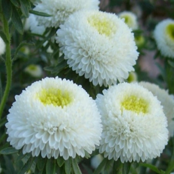 Pompon White Aster Çiçeği Tohumu(50 tohum) - Resim 5