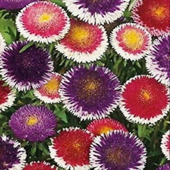 Pompon Hinomaru Mixed Aster Çiçeği Tohumu(50 tohum) ürün görseli 1