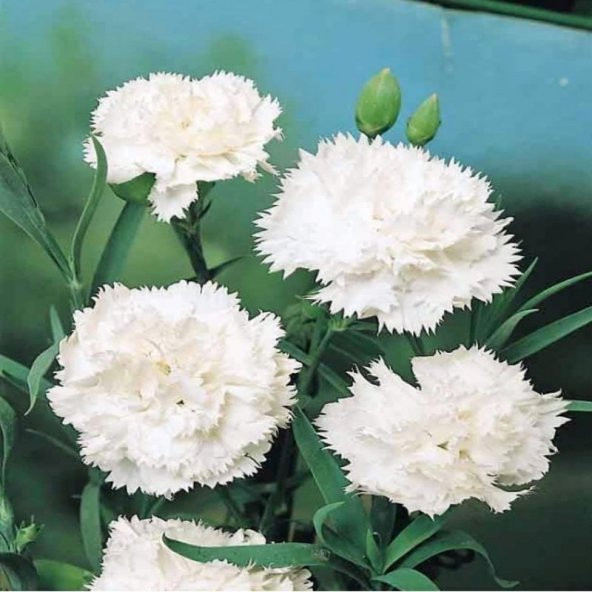 Chabaud White Katmerli Karanfil Çiçeği Tohumu(70 adet) ürün görseli 1