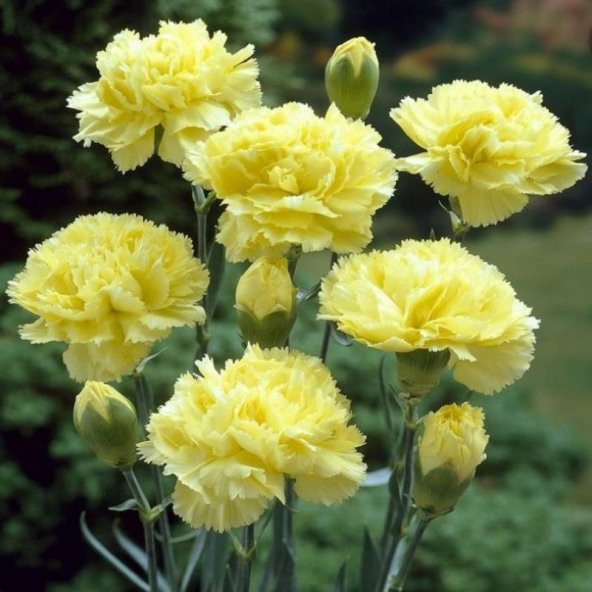 Chabaud Yellow Karanfil Çiçeği Tohumu(70 adet) ürün görseli 1