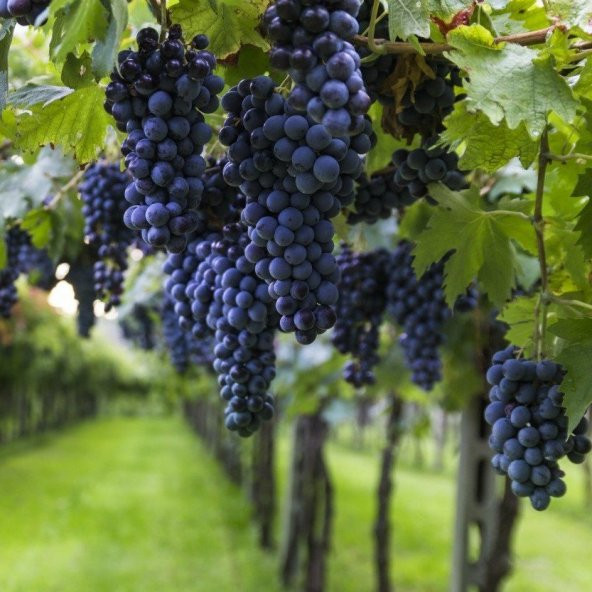 Tüplü Cabernet Sauvignon Üzüm(Asma-Bağ) Fidanı ürün görseli 1