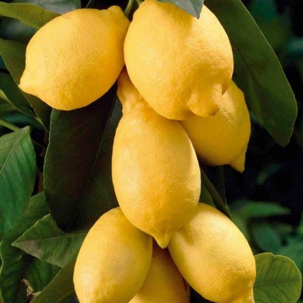 Tüplü Yediveren Dev Meyveli Euroka Limon Fidanı ürün görseli 1