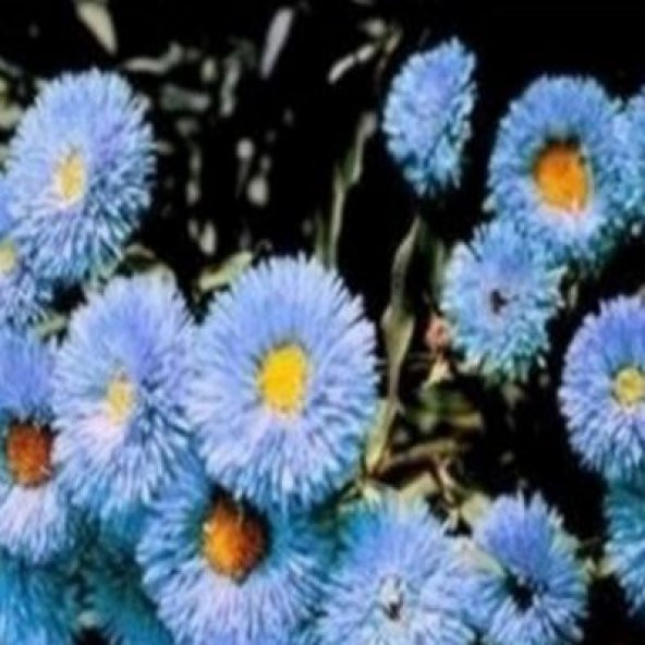 Clear Blue Erigeron Çiçeği Tohumu(50 tohum) ürün görseli 1