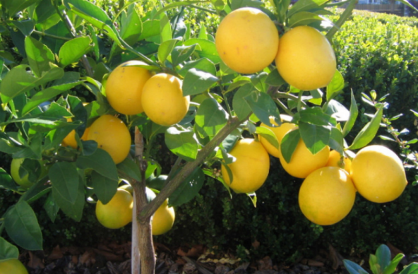 Tüplü Dev Meyveli Extra Jumbo Limon Fidanı - Resim 7