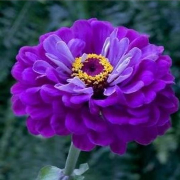 Super Yoga Elegans Purple Zinya Çiçeği Tohumu(40 tohum) ürün görseli 1