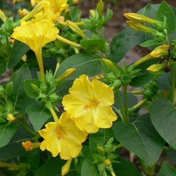 Sarı Rüya Yellow Akşam Sefası Çiçeği Tohumu(20 tohum) ürün görseli 1