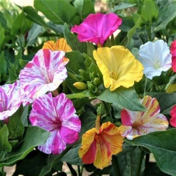 Bicolor Mixed Akşam Sefası Çiçeği Tohumu(20 tohum) ürün görseli 1