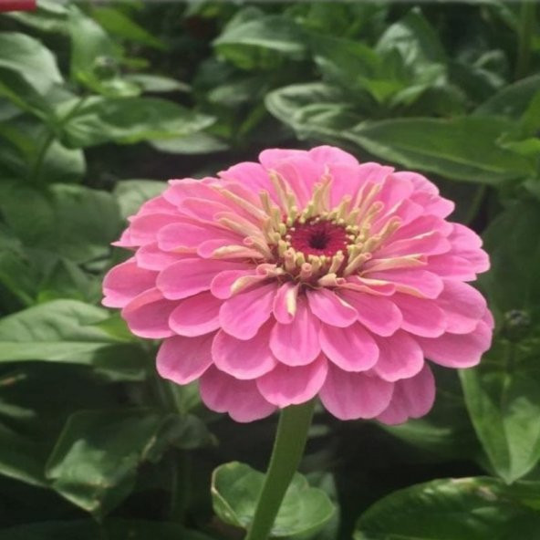 Super Yoga Rose Zinya Çiçeği Tohumu(40 tohum) ürün görseli 1