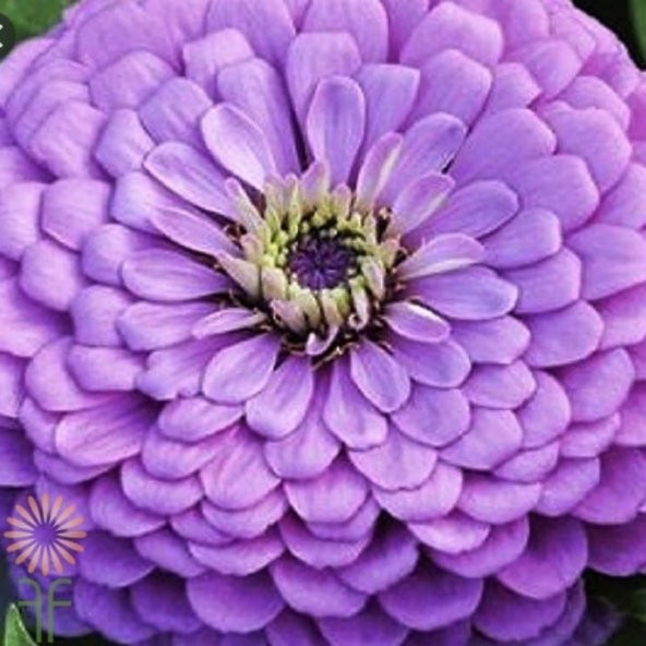 Dahlia Çiçekli Dream Rosy Lavender Zinya Çiçeği Tohumu(40 tohum) ürün görseli 1