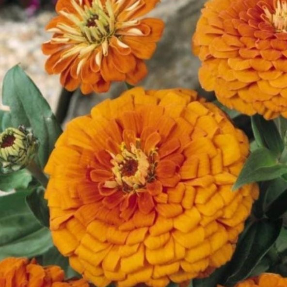 Super Yoga Elegans Orange Zinya Çiçeği Tohumu(40 tohum) ürün görseli 1