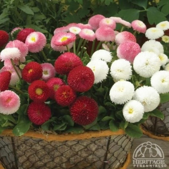 Mix Katmerli Bellis Perennis Ponpon İngiliz Çayır Papatyası Çiçeği Tohumu(100 tohum) ürün görseli 1