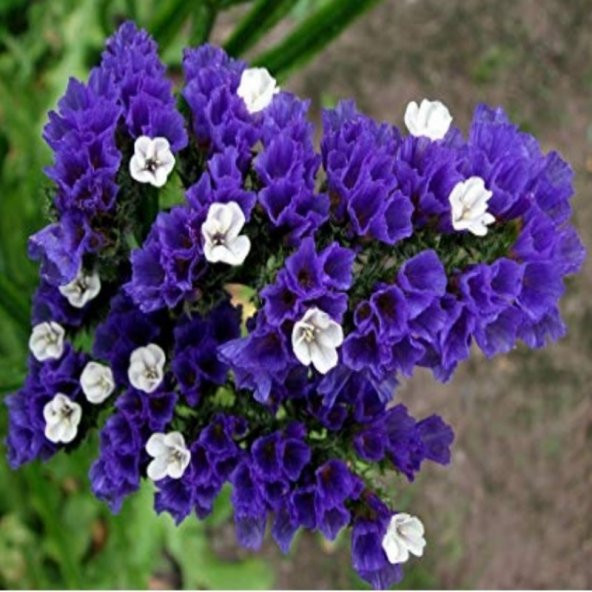 Limonium Sinuatum Deep Blue Deniz Lavantası Tohumu(30 tohum) ürün görseli 1