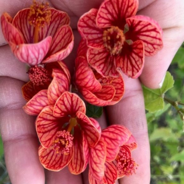 Saksıda Somon Renkli Sultana Nadir Abutilon Çiçeği Fidanı(60-100 cm ürün görseli 1