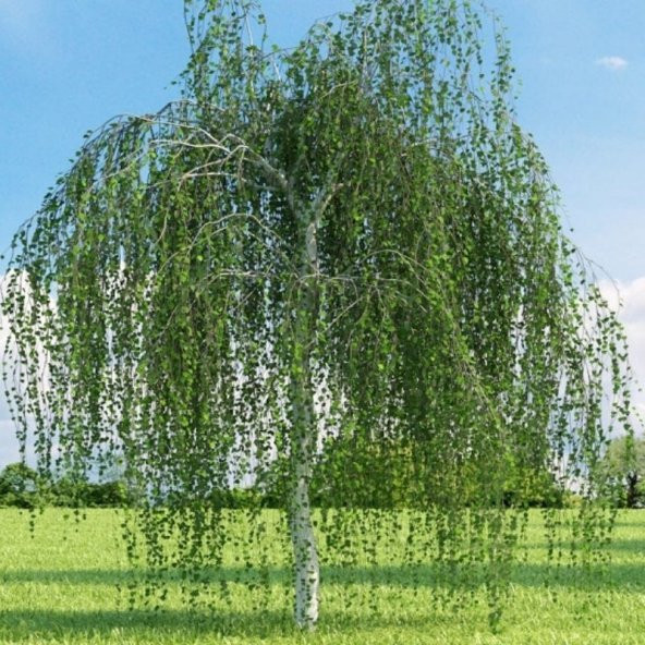Tüplü Betula Alba Huş Ağacı Fidanı ürün görseli 1