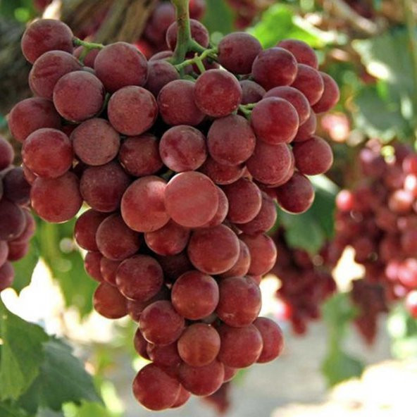 Tüplü Kırmızı Flame Seedless Çekirdeksiz Üzüm(Asma-Bağ) Fidanı ürün görseli 1