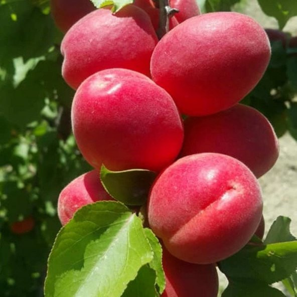 Tüplü Yüksek Verimli Zaiges Red Kırmızı Kayısı Fidanı ürün görseli 1