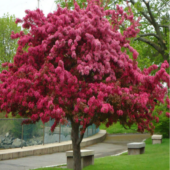 Tüplü Malus Floribunda Prunifolia Süs Elması Fidanı ürün görseli 1