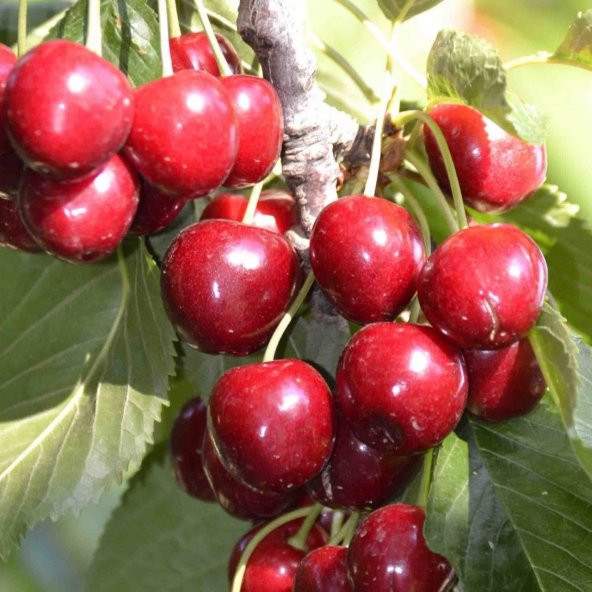 Tüplü Yarı Bodur Lorry Bloom Kiraz Fidanı ürün görseli 1