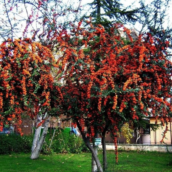 Tüplü Bodur Ateşdikeni Fidanı Bonsai İçin Uygun Bitki ürün görseli 1