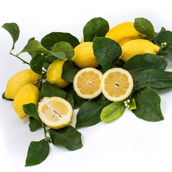 İri Meyveli Uzun Zagara Bianca Limon Fidanı ürün görseli 1