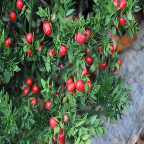 Tüplü Ruscus Aculeatus Kokina Tavşan Memesi Bitkisi Fidanı ürün görseli 1