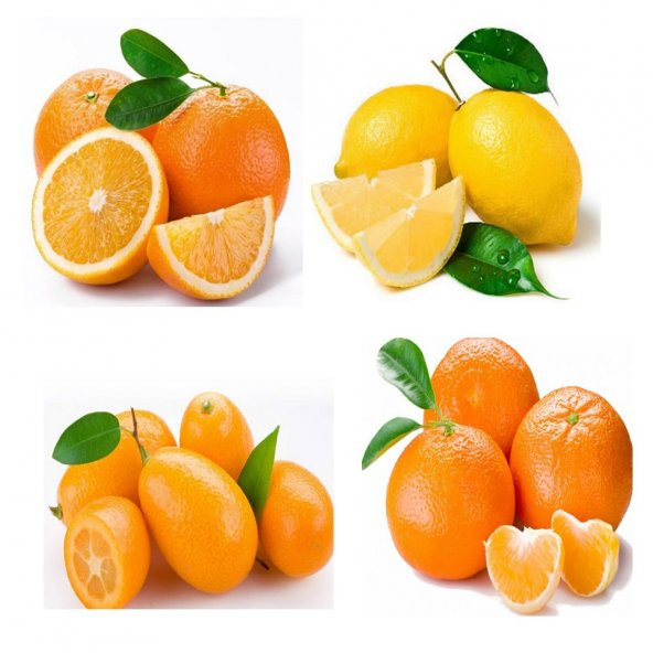 Özel Üretim Multi Narenciye Fidanı Paketi Saksılık Bodur Tipte ürün görseli 1