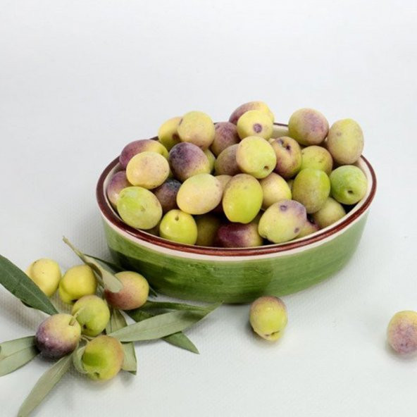 Aşılı Kırmalık Yağlık Ayvalık Edremit Zeytin Fidanı(100-150 cm) ürün görseli 1