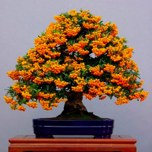 Bodur Ateşdikeni Fidanı Bonsai İçin Uygun Bitki Tohumu (15 tohum) ürün görseli 1