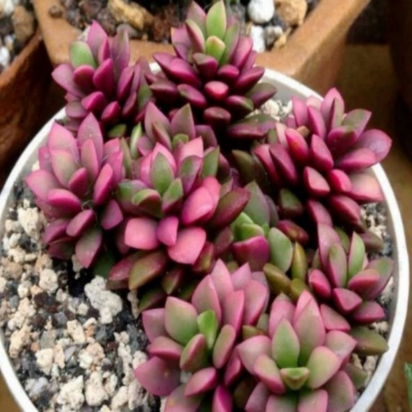 Anacampseros Telephiastrum Variegata Sukulent Tohumu (5 tohum) ürün görseli 1