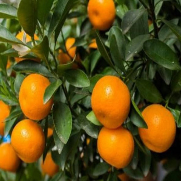 Tüplü Soğuklara Dayanıklı Satsuma Rize Mandalinası Fidanı ürün görseli 1