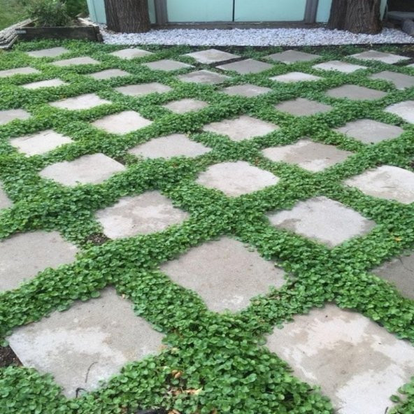 Dona Dayanıklı Dichondra Repens Fare Kulağı Tohumu(100 tohum) ürün görseli 1