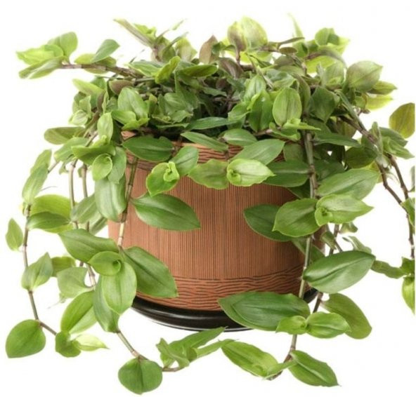 Tradescantia Flumensis Telgraf Çiçeği Fidesi(5 adet) ürün görseli 1