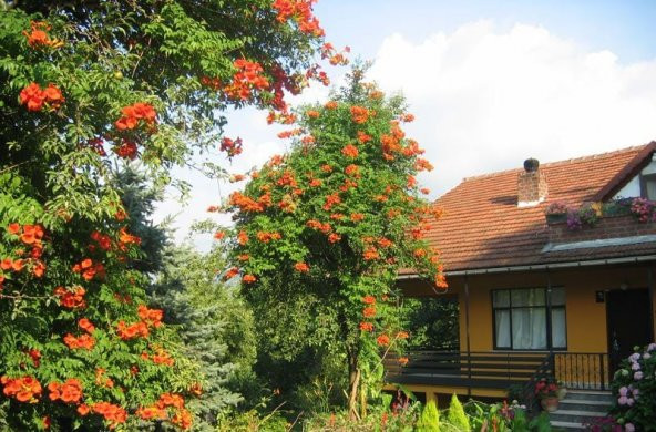 Pembe Trompet Campsis Radicans Çiçeği Ağacı Tohumu(5 tohum) ürün görseli 1