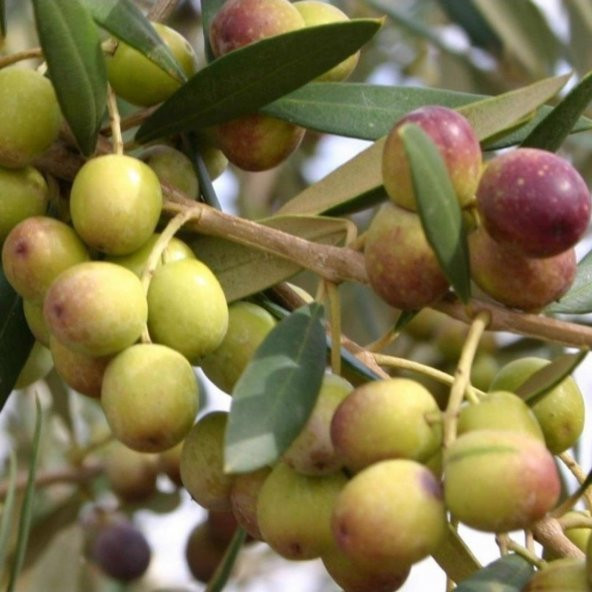 Tüplü Bodur Meyve Verme Durumunda ARBEQUINA Zeytin Fidanı (Saksılı)) ürün görseli 1