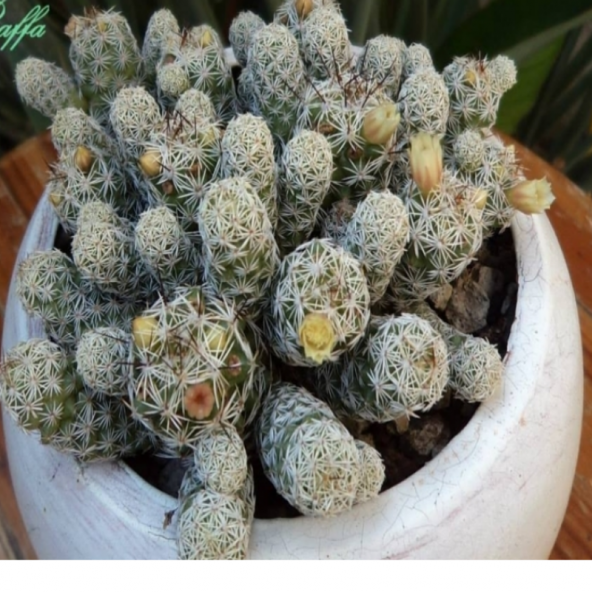 Mammillaria Gracilis Kaktüs - Resim 5