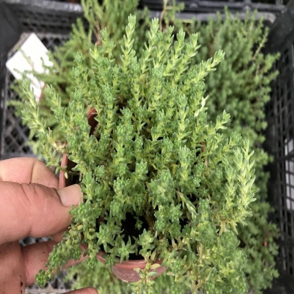 Sedum Albun Green No 16 (9 luk Saksıda) ürün görseli 1