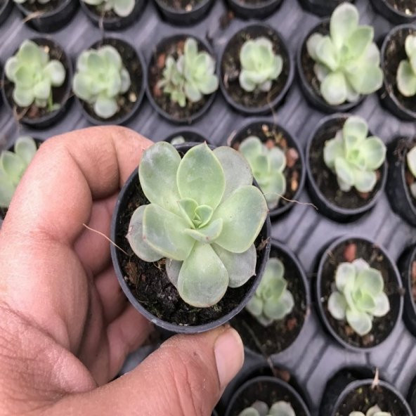 Echeveria Sukulent No 20 (5.5 luk Saksıda) ürün görseli 1