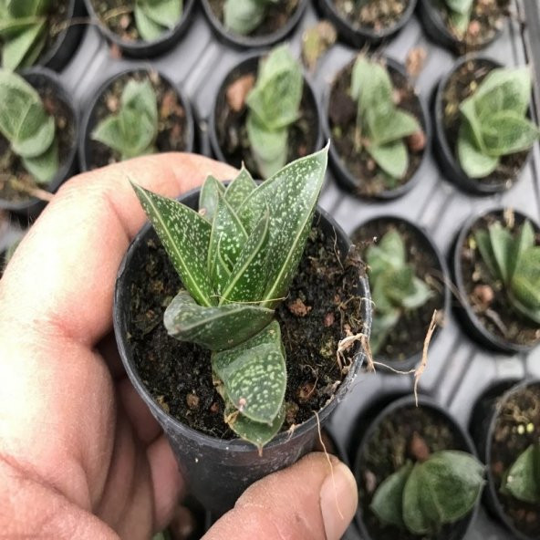 Gasteria Sukulent No 22 (5.5 luk Saksıda) ürün görseli 1
